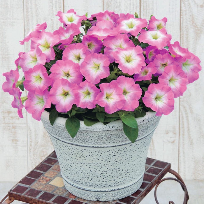 ペチュニア よく咲くペチュニア バカラiQ ピンクモーン｜種（タネ