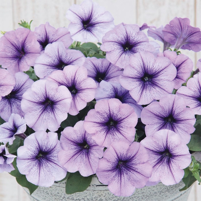 セルトップ(R)苗 4月お届け ペチュニア よく咲くペチュニア バカラiQ 4