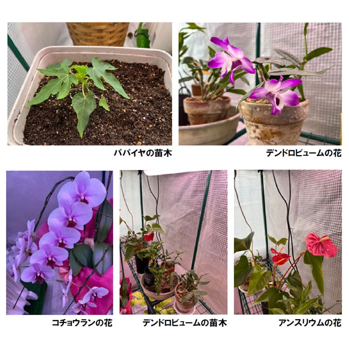 蛍光灯型植物育成ライト 36W｜種（タネ）,球根,苗,資材,ガーデニング