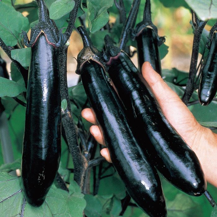 ナス 飛天長 自根苗｜種（タネ）,球根,苗,資材,ガーデニンググッズの