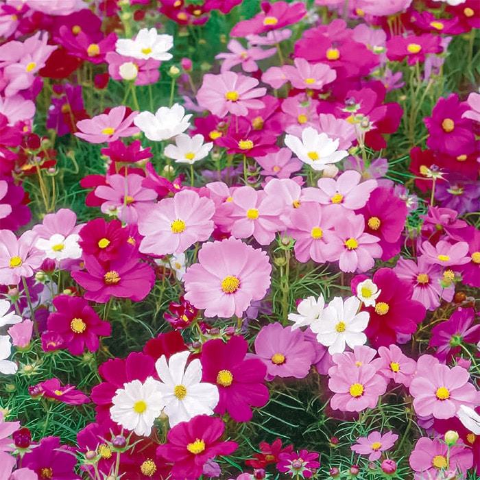 コスモス 秋咲き大輪 オータムビューティー｜種（タネ）,球根,苗,資材