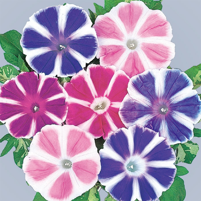 アサガオ 富士の混合｜種（タネ）,球根,苗,資材,ガーデニンググッズの