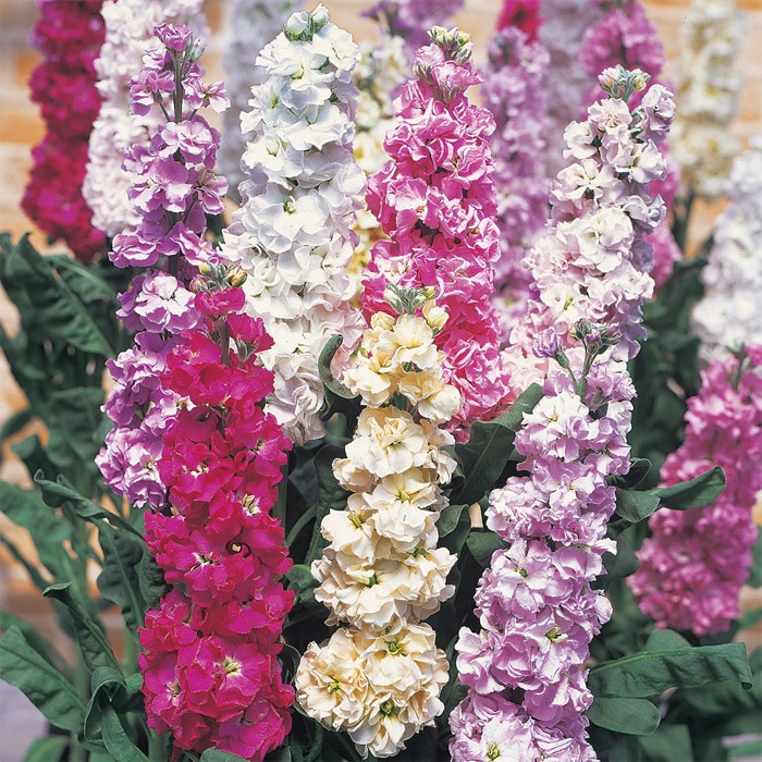 ストック 切り花用 早生系 混合｜種（タネ）,球根,苗,資材