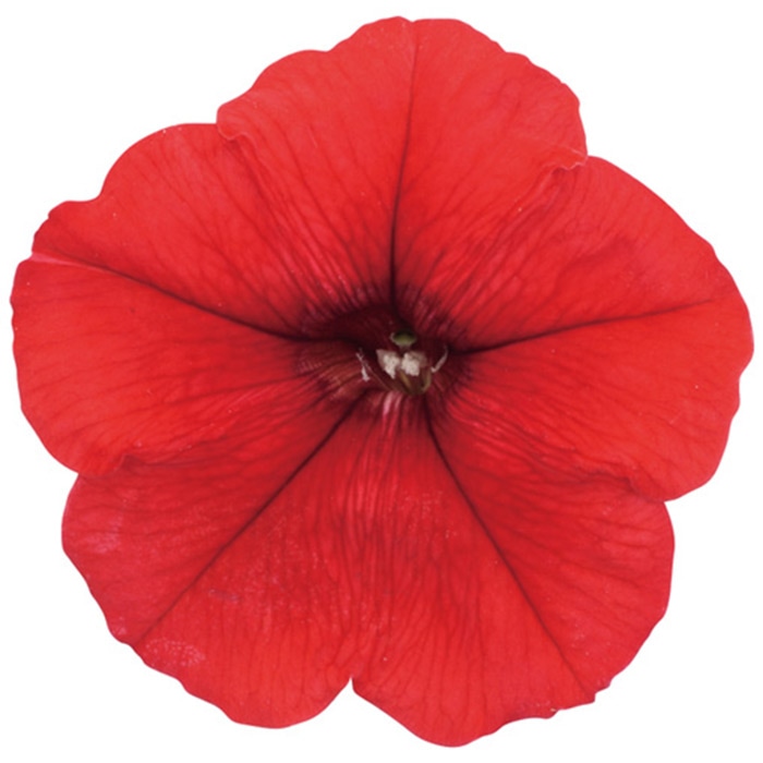 ペチュニア よく咲くペチュニア バカラiQ レッド｜種（タネ）,球根,苗