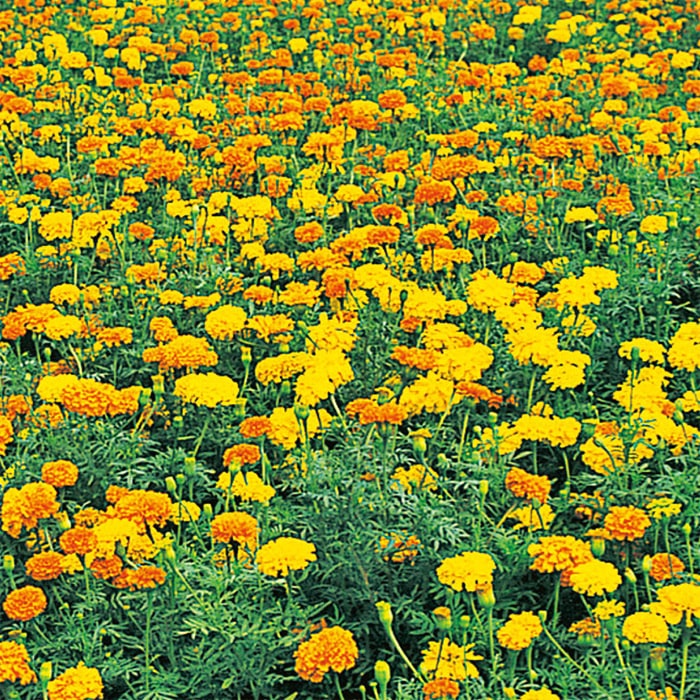 マリーゴールド アフリカントール｜種（タネ）,球根,苗,資材