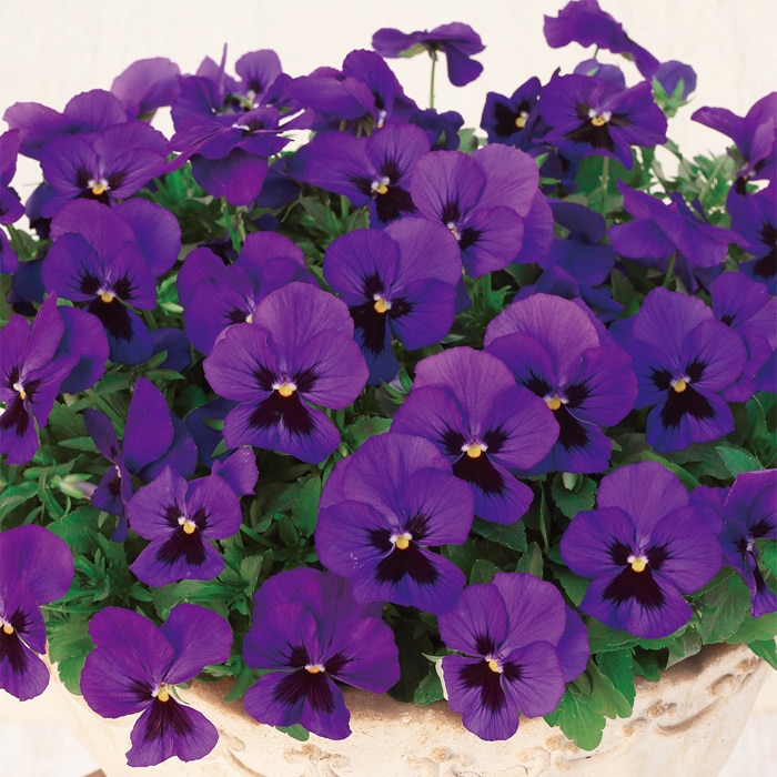 パンジー よく咲くスミレ ブルーハワイ (ver.2)｜種（タネ）,球根,苗