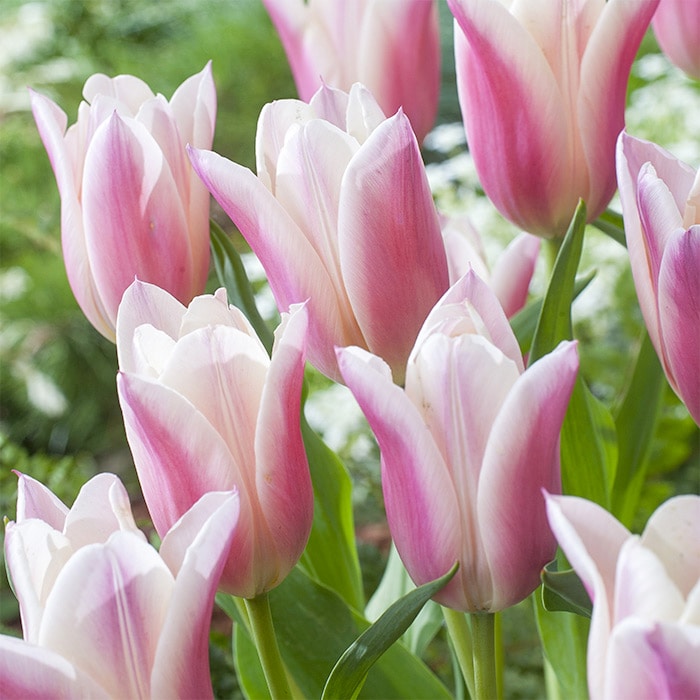 チューリップ ユリ咲き サンネ｜種（タネ）,球根,苗,資材,ガーデニング