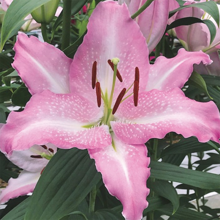 オリエンタルユリ プーケット｜種（タネ）,球根,苗,資材,ガーデニング