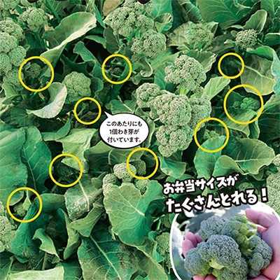 ブロッコリーの種（タネ）｜サカタのタネ オンラインショップ