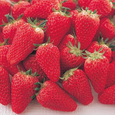 いちごのたね様 苺様 いちごや様 いちご様 いちごページ 椿 Buy ZX