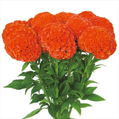 久留米けいとう 柑珠｜種（タネ）,球根,苗,資材,ガーデニンググッズの