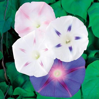 アサガオ 星の混合｜種（タネ）,球根,苗,資材,ガーデニンググッズの