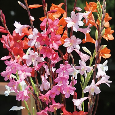 ワトソニア ドワーフミックス｜種（タネ）,球根,苗,資材,ガーデニング