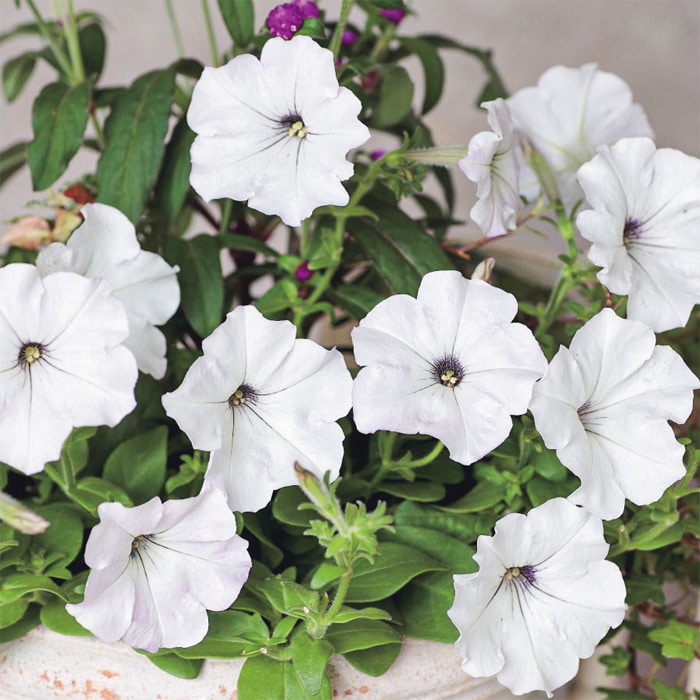 連結パック苗 4月お届け ペチュニア よく咲くペチュニア バカラiQ 4種