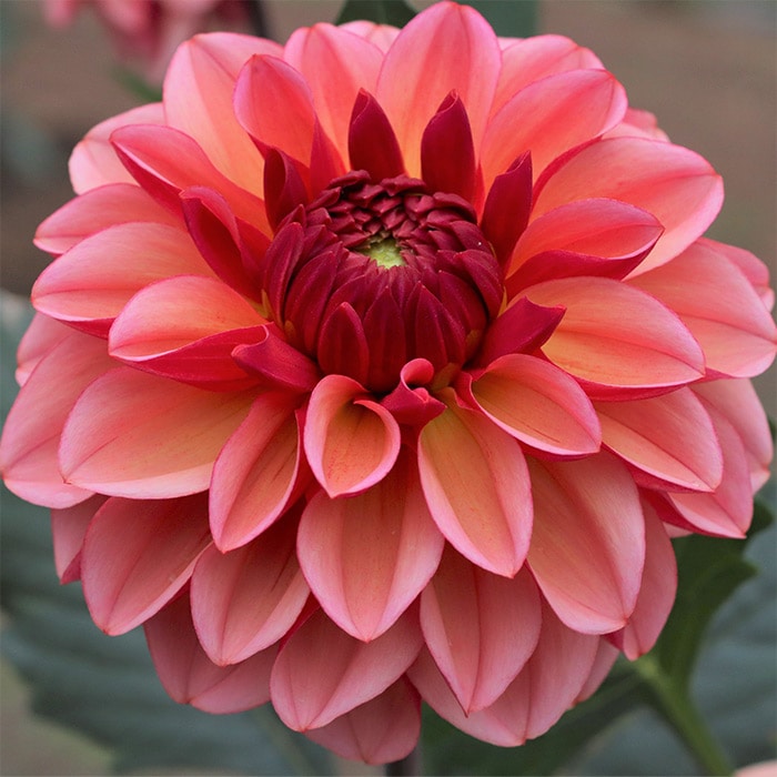 ダリア オータムセット｜種（タネ）,球根,苗,資材,ガーデニンググッズ