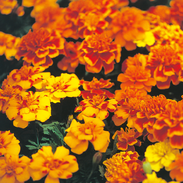 マリーゴールドの育て方・栽培方法｜失敗しない栽培レッスン（草花