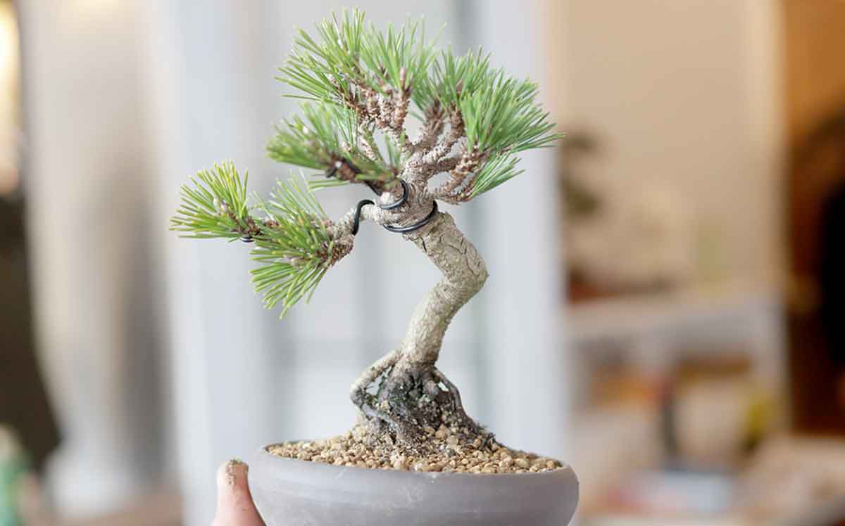 BONSAI愛を発信！ 福岡市・今泉に専門店「盆栽界隈」が誕生 | ニュース