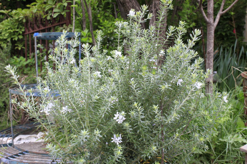 ウエストリンギアの特徴・実用例・通販 – Seeding