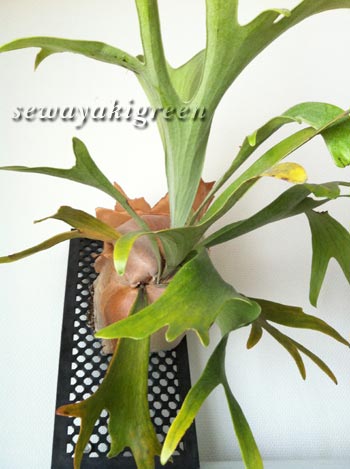 ビカクシダ】子株を親株から切り離そうと奮闘している私の話