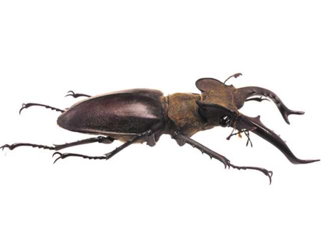 タカサゴミヤマクワガタ - カブトムシ・クワガタムシ - ペット - Y