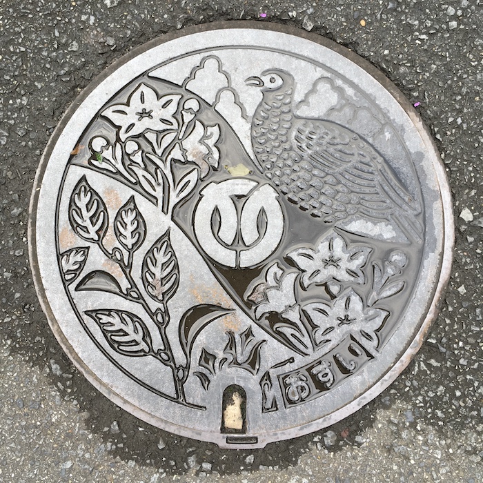 ヤマドリの羽標本（初列風切、次列風切、三列風切、尾羽、雨覆） | SKG