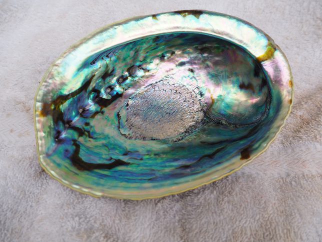 DIY】アワビの貝殻をピカピカに！アワビ磨きに挑戦！ - ShozzaTrip