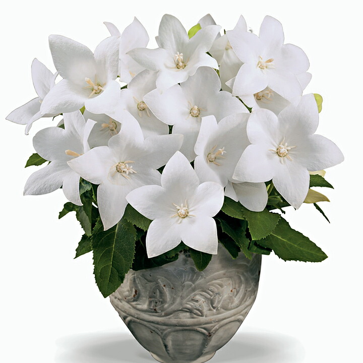 楽天市場】花 種 桔梗 F1ポップスターピンク タキイ種苗 プロ向け 家庭