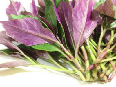 楽天市場】金時草〈キンジソウ〉別称：式部草〈シキブソウ〉1ケース