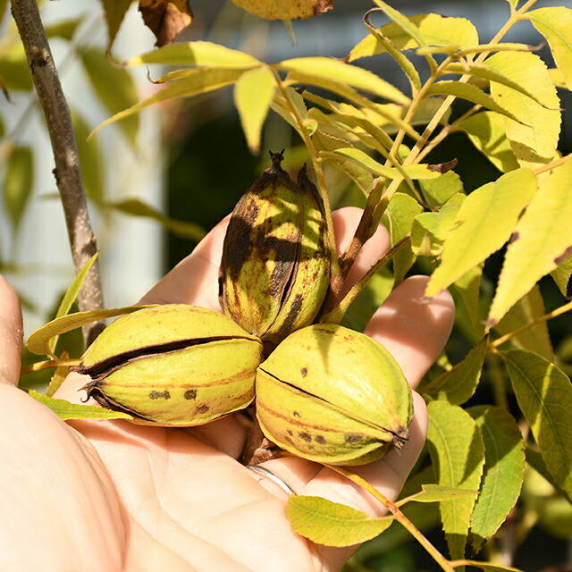 楽天市場】ナッツの木 苗 【ペカン （チェロキー）】 接ぎ木苗