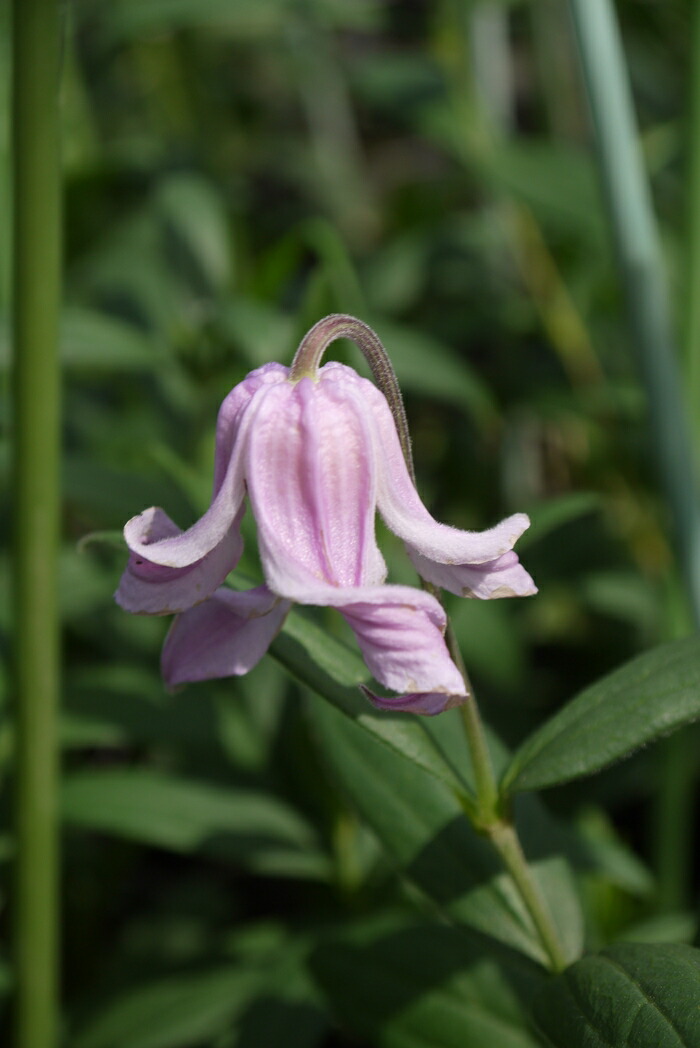 楽天市場】クレマチス 『 ソシアリス 』 インテグリフォリア系・木立性