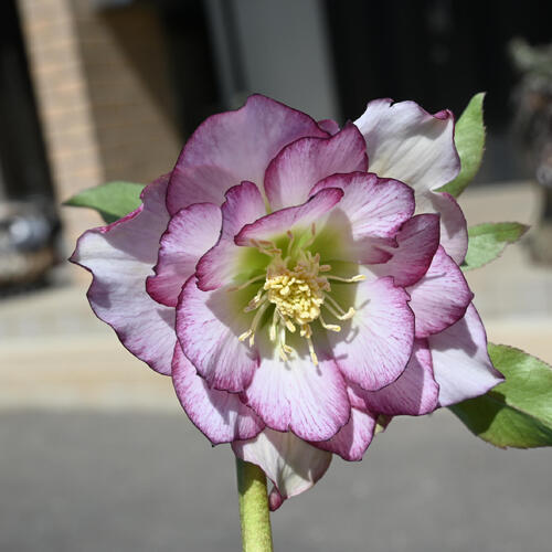 楽天市場】2026年NEW クリスマスローズ 苗 5号プラ鉢入り