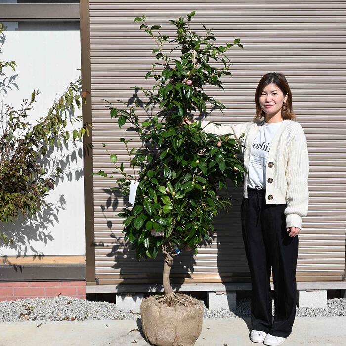 楽天市場】大苗紅乙女椿 自宅のお庭に紅乙女椿お勧めです 【庭木