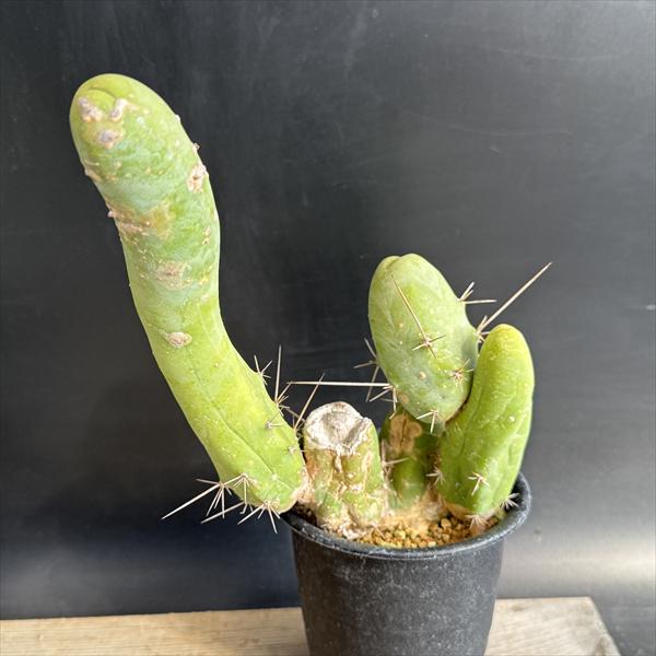 楽天市場】サボテン：トリコケレウス 珍宝閣 なるほど柱*幅14cm 現品