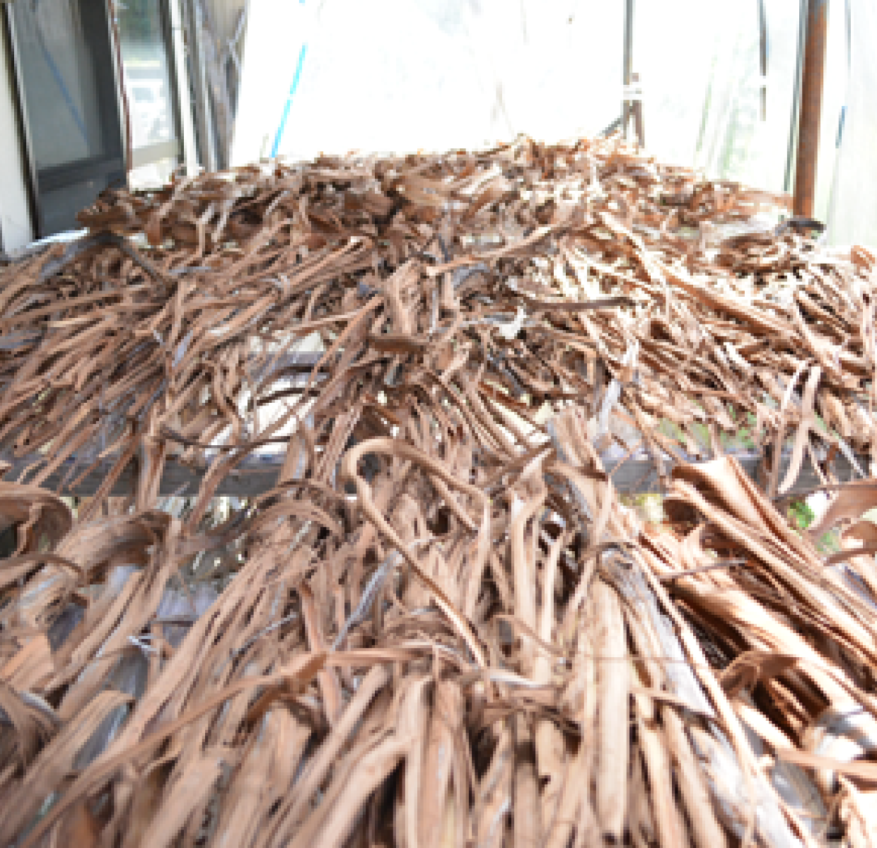 和雑貨 四季彩堂 オンラインショップ / 山ぶどう