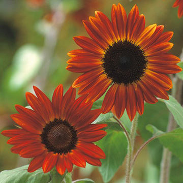 785-FHMA05.jpg?202602031613