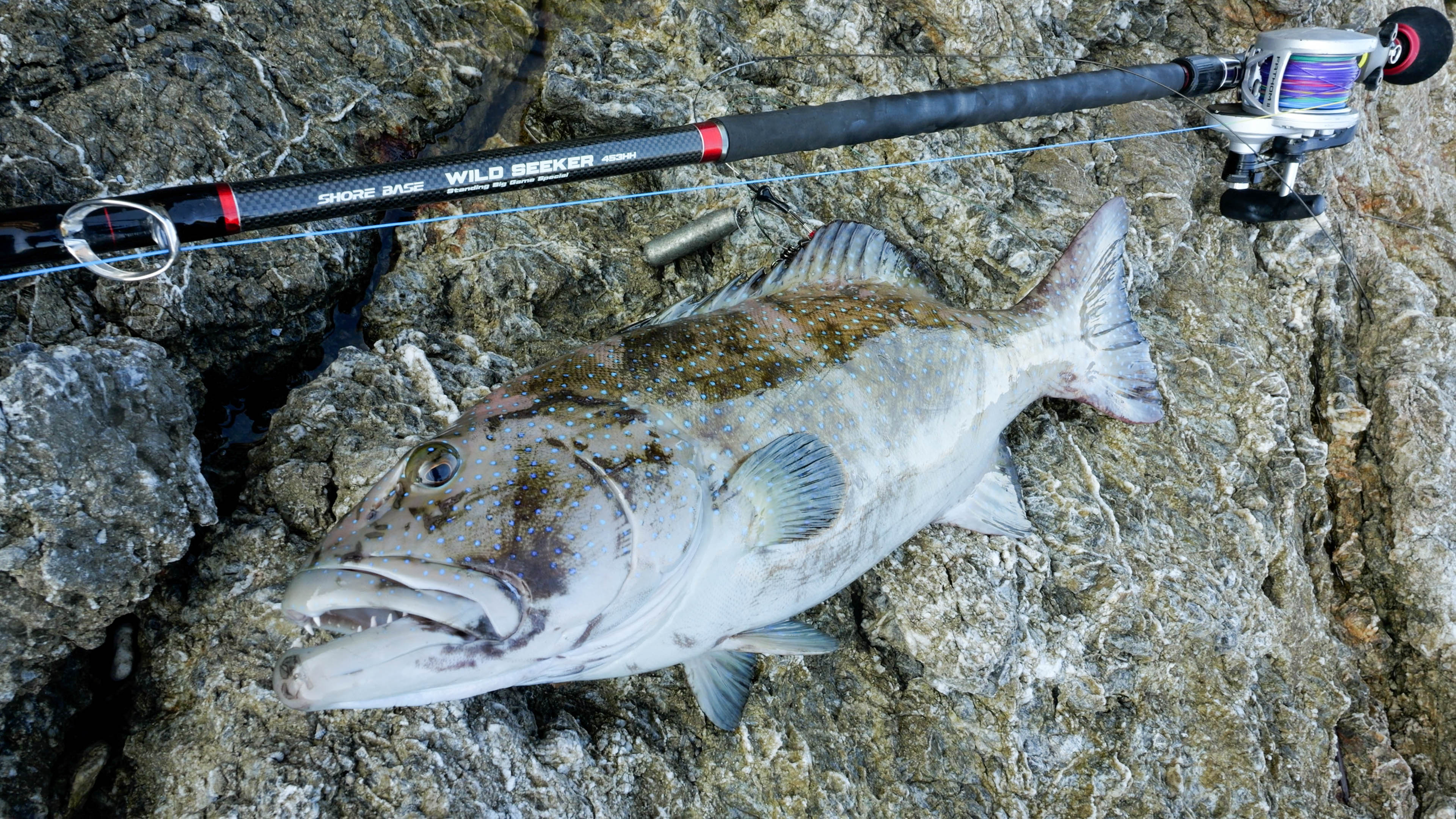 WILD SEEKER 453HH (ワイルドシーカー453HH)