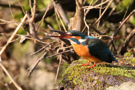 兼六園の鳥達（カワセミが小エビゲット）（住所：石川県金沢市 兼六園