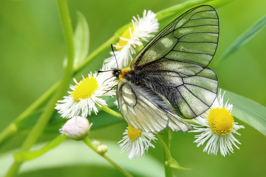 ウスバシロチョウ（住所：石川県金沢市 ）｜自然人ネット
