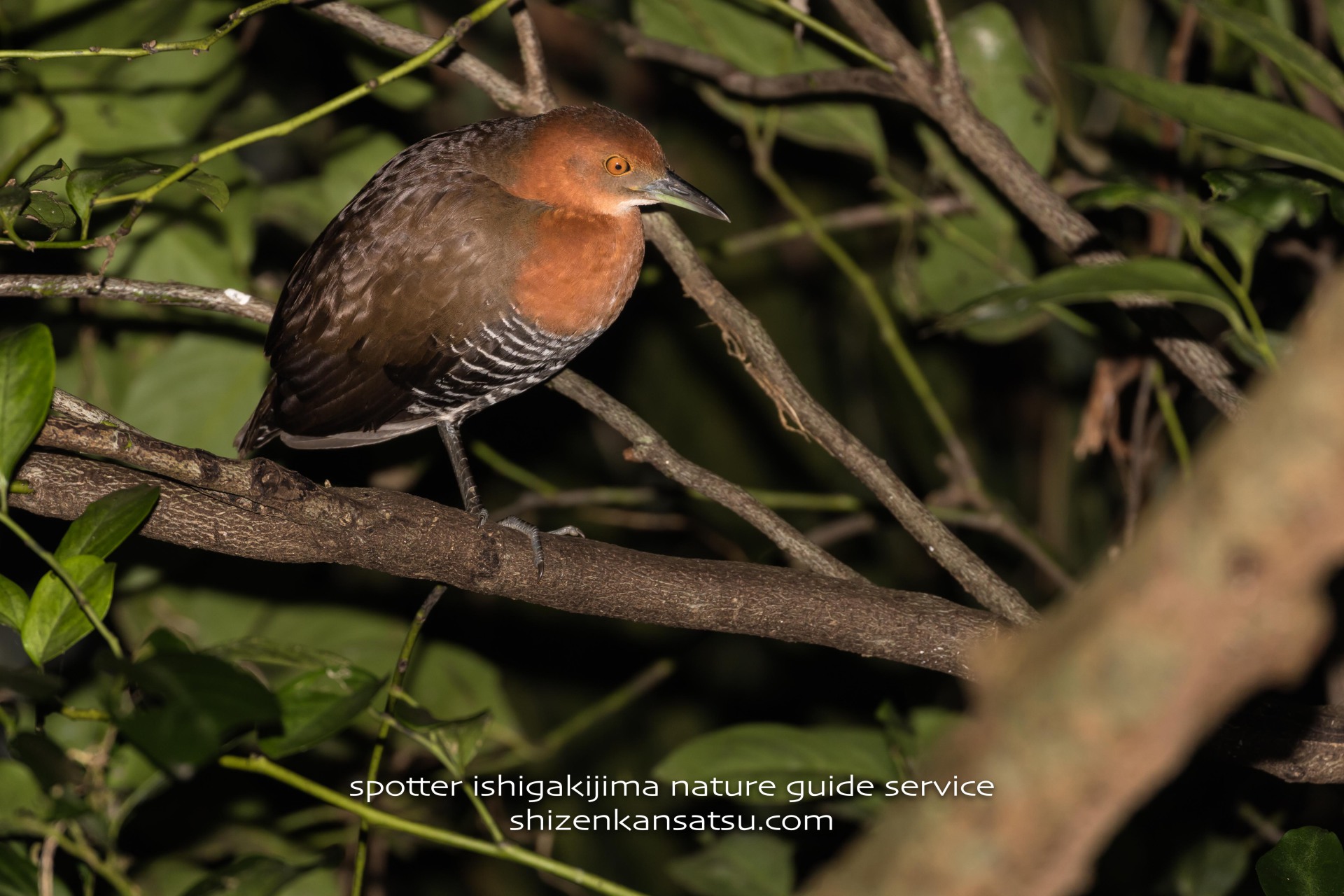 ホタルがいっぱい！｜SPOTTER スポッター石垣島ネイチャーガイド
