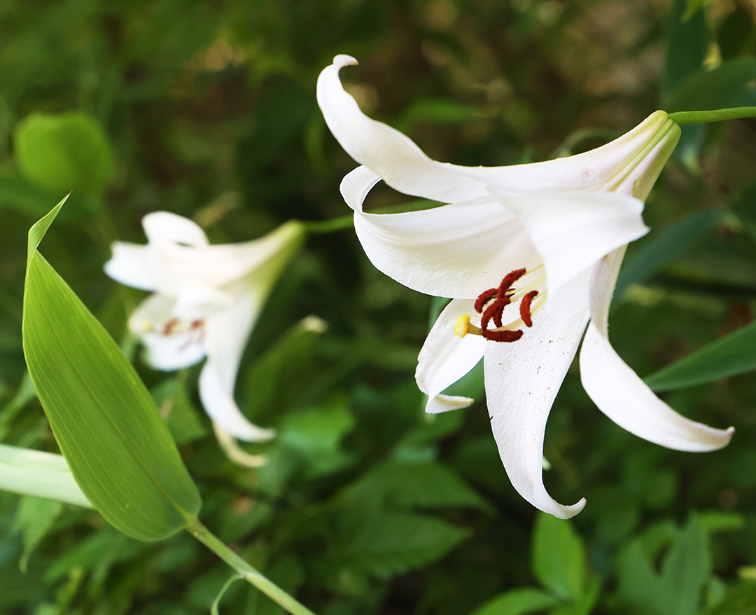 ササユリ 今年も咲き始める – 滋賀県長浜市の中心にニュースをお届け