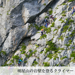 糸魚川真柏とは | 糸魚川真柏活用プロジェクト