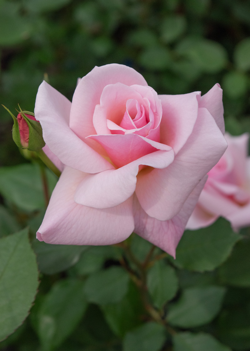 マダム バタフライ ｜バラ苗の通販の篠宮バラ園