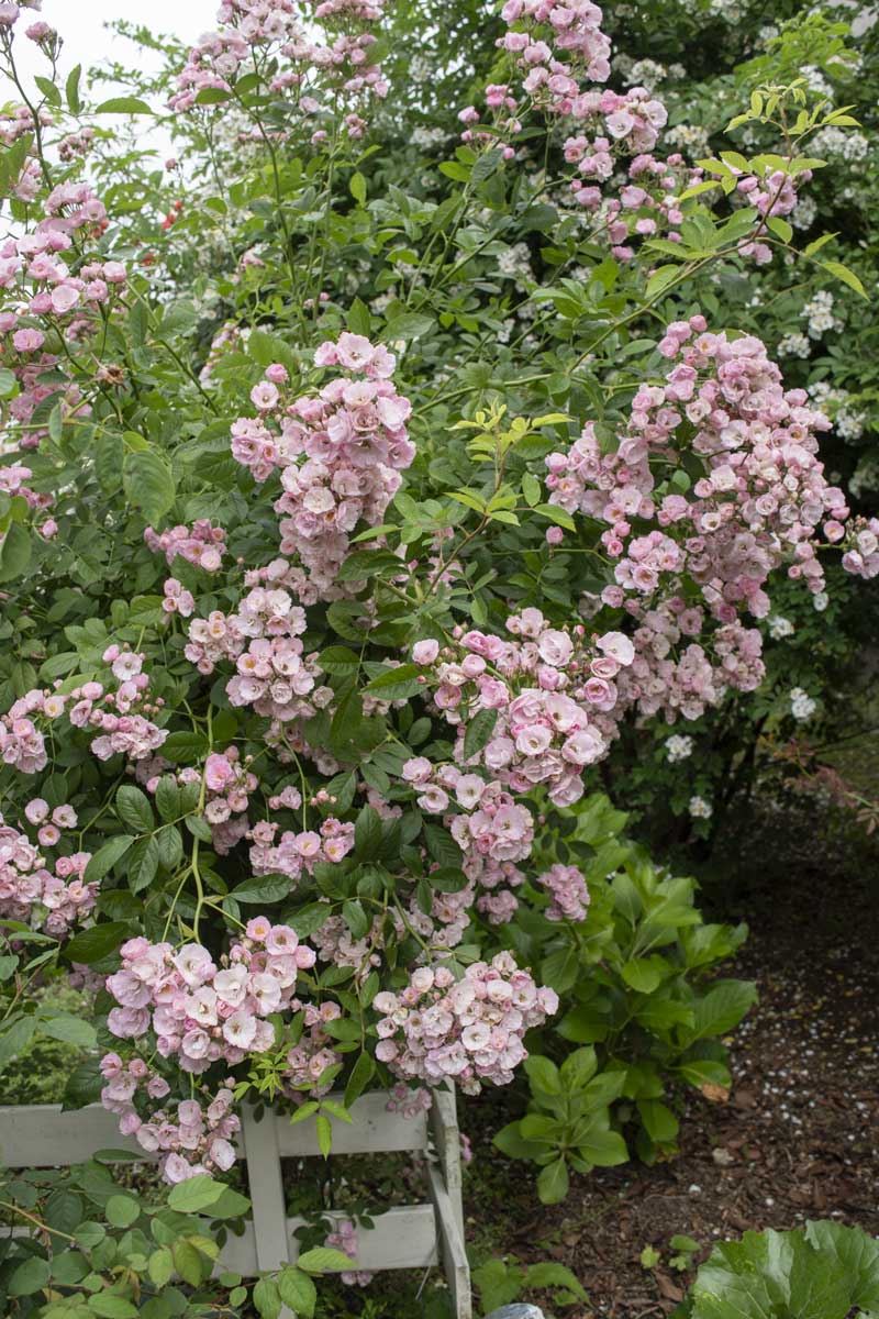 群舞 ｜バラ苗の通販の篠宮バラ園