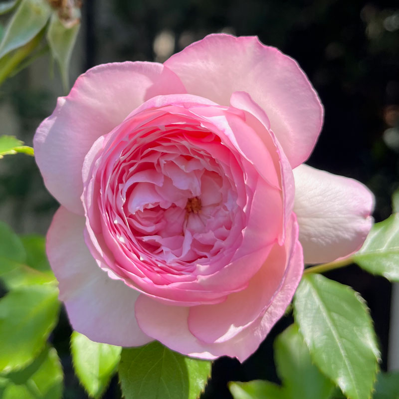 ザ ミル オン ザ フロス｜バラ苗の通販の篠宮バラ園