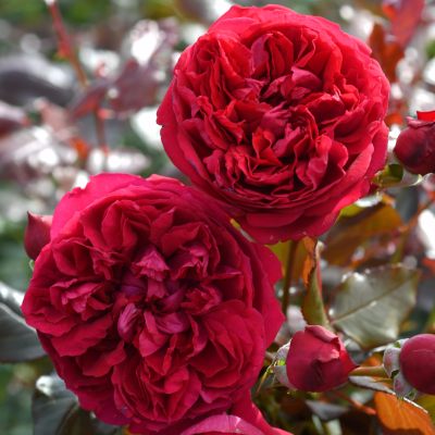 新商品・追加入荷 | バラ苗の通販の篠宮バラ園