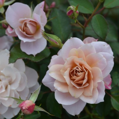 新商品・追加入荷 | バラ苗の通販の篠宮バラ園