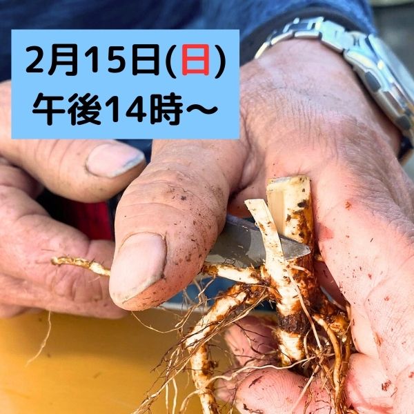 冬季限定 自家製の台木｜バラ苗の通販の篠宮バラ園