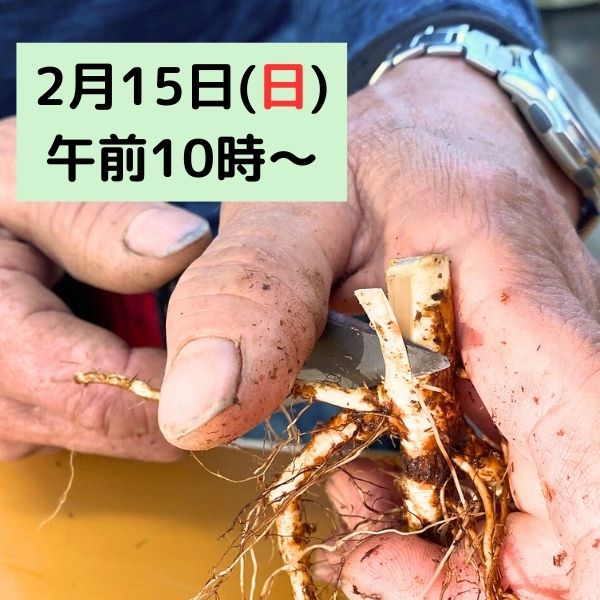 グリーン アイス ｜バラ苗の通販の篠宮バラ園