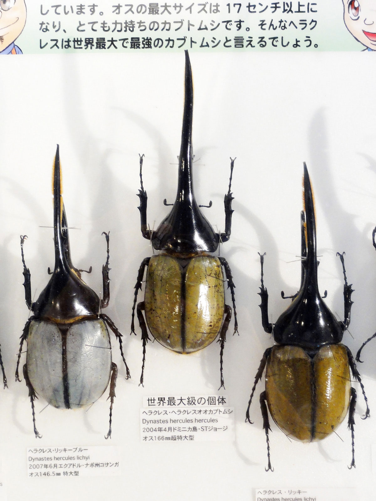 世界最大級のヘラクレス・ヘラクレス - サイズブログ