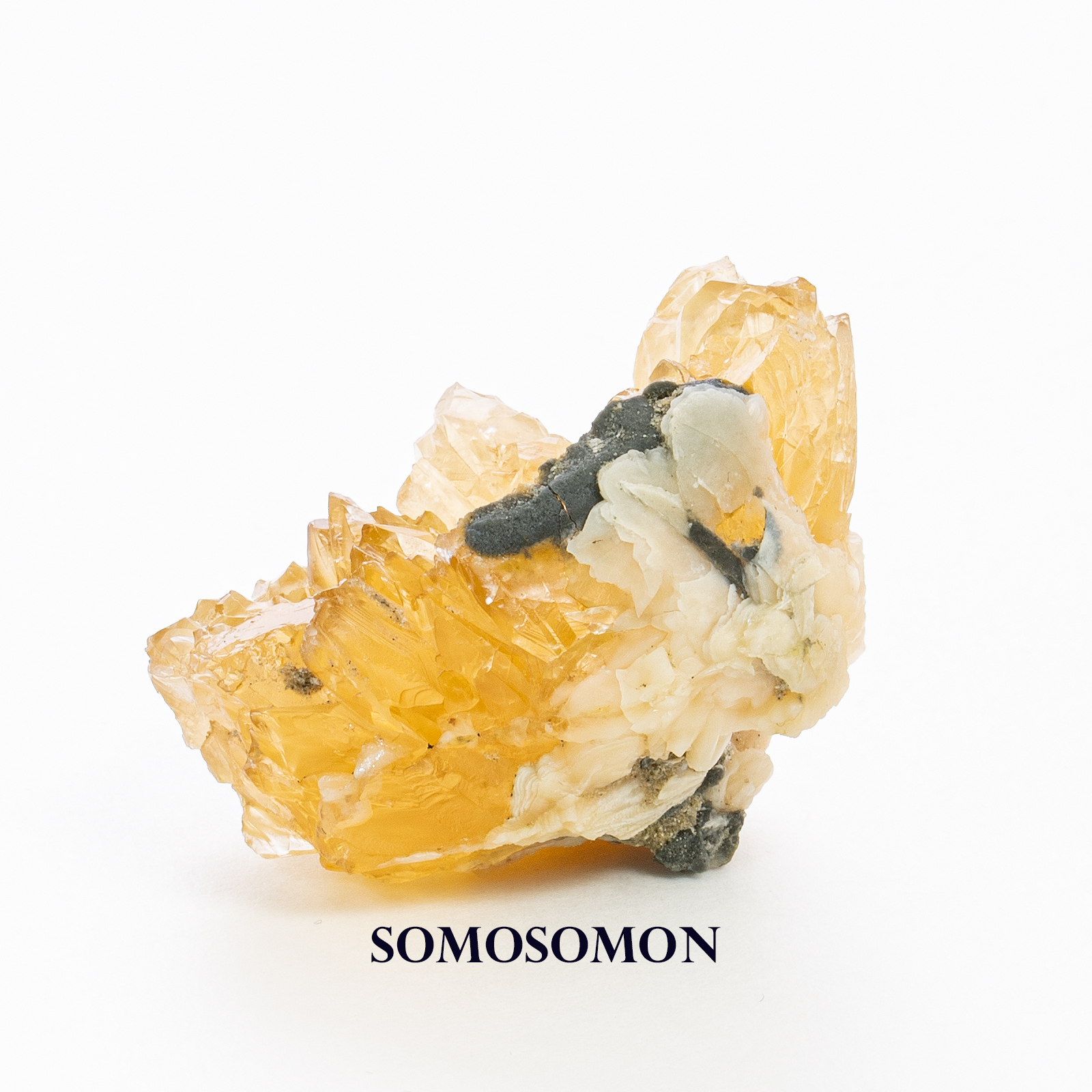 貝化石 イエローカルサイト 77g フロリダ オキーチョビー湖産